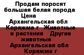 Продам поросят,большая белая порода. › Цена ­ 700-4500 - Архангельская обл., Коряжма г. Животные и растения » Другие животные   . Архангельская обл.,Коряжма г.